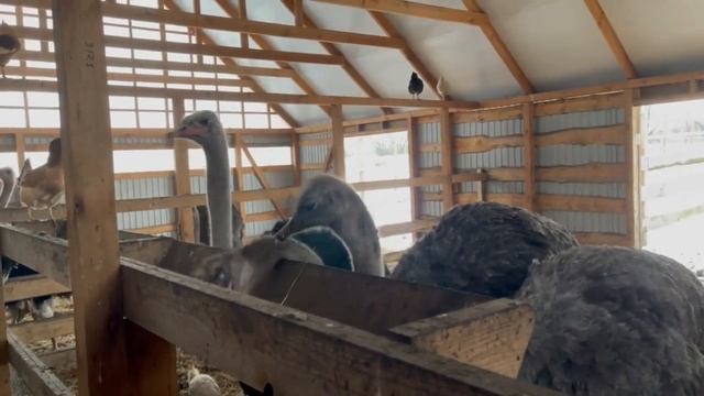 Разведение страусов в Орловской области