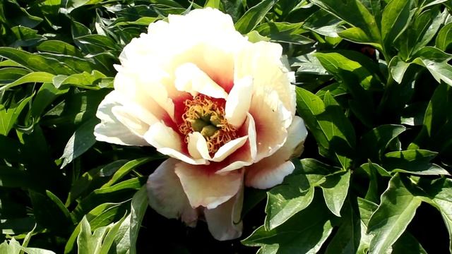 Callies Memory | R2 Flowers BV | Peonies смотреть онлайн