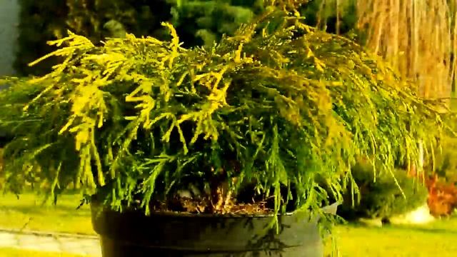 Chamaecyparis pisifera Sungold смотреть онлайн