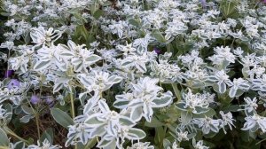 ЭУФОРБИЯ МАРГИНАТА или БОГАТАЯ НЕВЕСТА 2021 ГОД