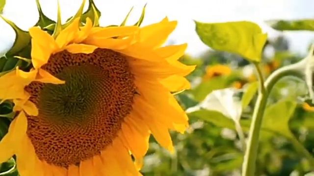 Невероятная музыка Вселенной. Завораживает, чарует, успокаивает. смотреть онлайн