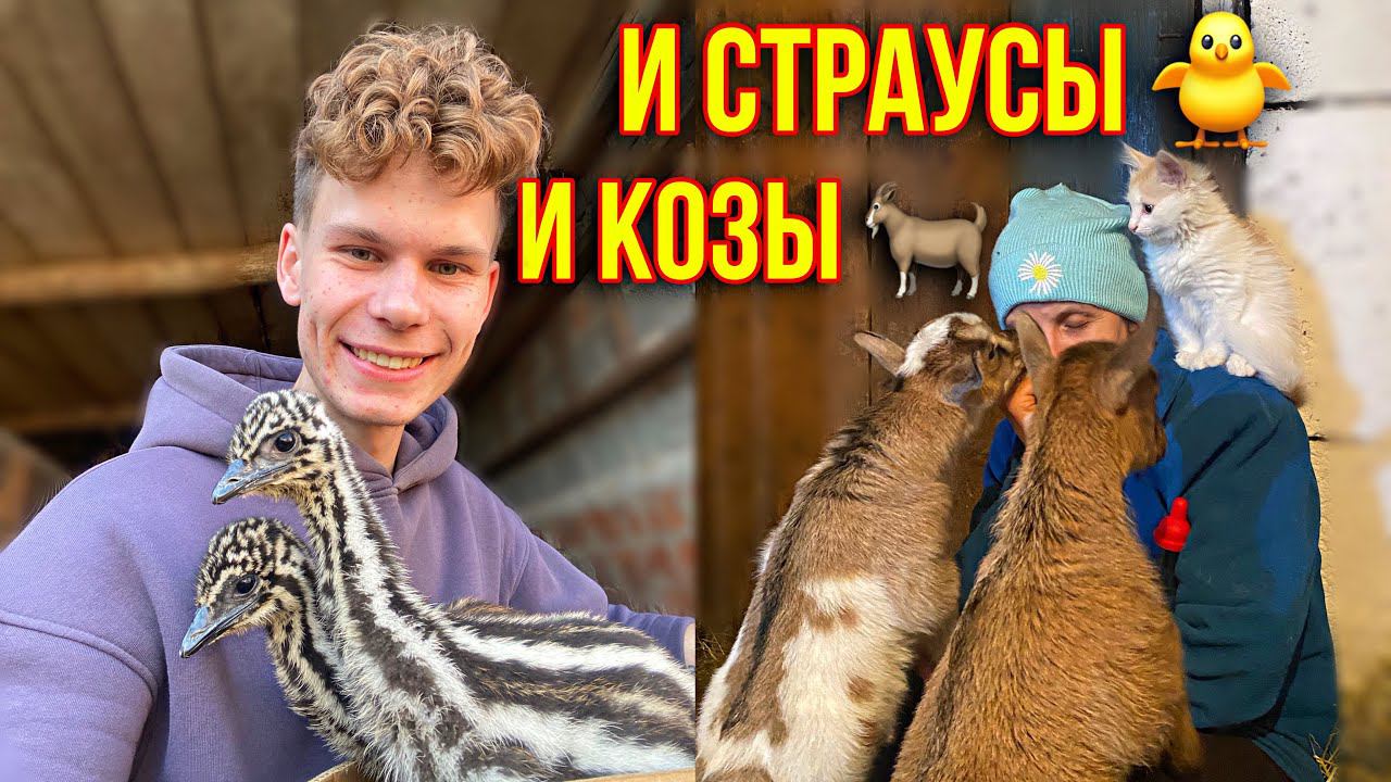 Пополнение за пополнением   КУДА  СТОЛЬКО ?  И КОЗЫ И СТРАУСЯТА Горячая пора в Деревне