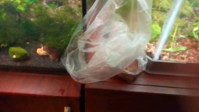 Как вырастить малька гуппи смотреть онлайн