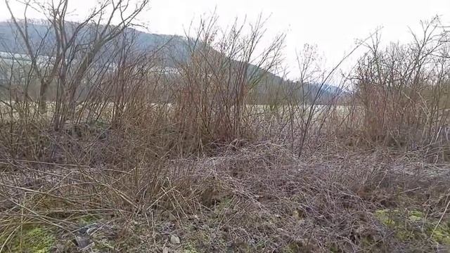 Покупки из супермаркета. Зверьё моё) смотреть онлайн