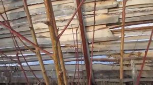 ПЕРСИК. Как отличить цветочные почки.