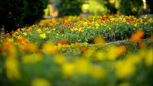 Nikon D600 смотреть онлайн
