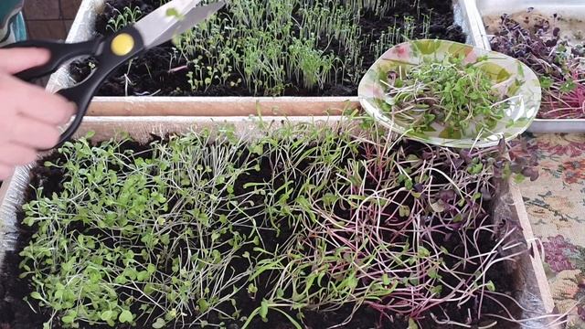 Микрозелень кресс салат. Простой способ выращивания дома смотреть онлайн