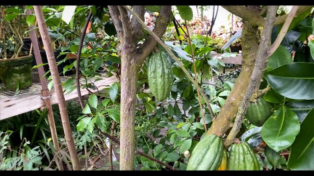 The Cocoa Plant (Theobroma Cacao 'Trinitario') - Grow Your Own Cocoa Beans At Home!