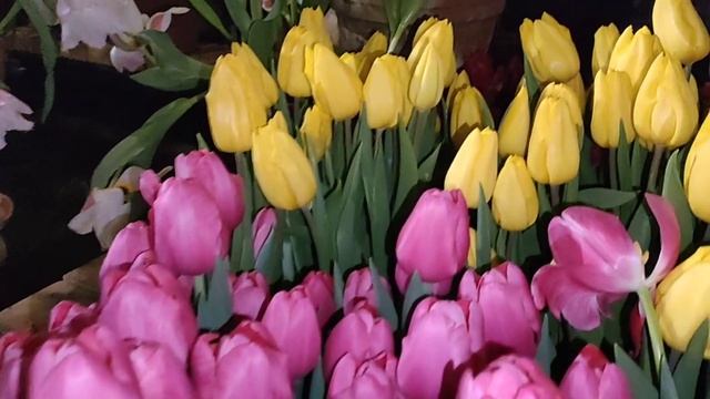 ВЫСТАВКА ТЮЛЬПАНОВ в Аптекарском огороде! Март 2024 смотреть онлайн
