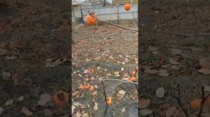 Хурма Россиянка и хурма Мидер урожай 2022г