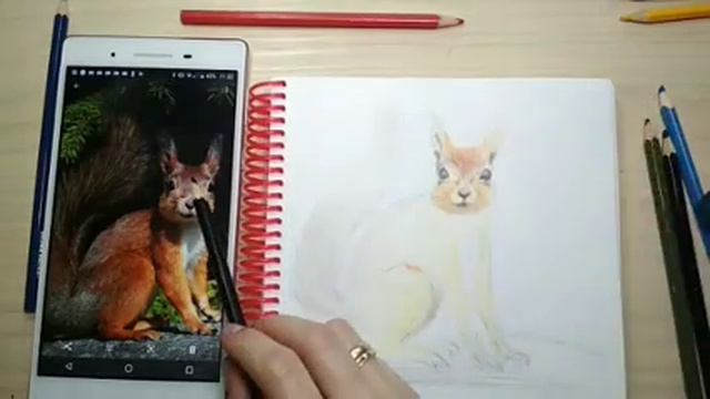 Белка, цветные карандаши смотреть онлайн