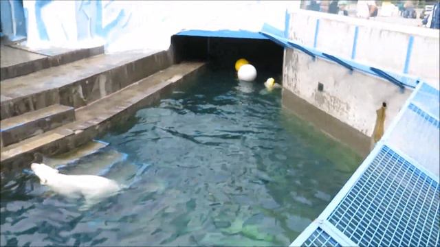 Медвежата друг у друга отбирают игрушку 11.07.2020 смотреть онлайн