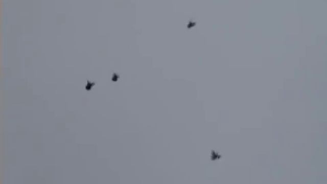 Николаевские торцовые голуби Дудкина смотреть онлайн