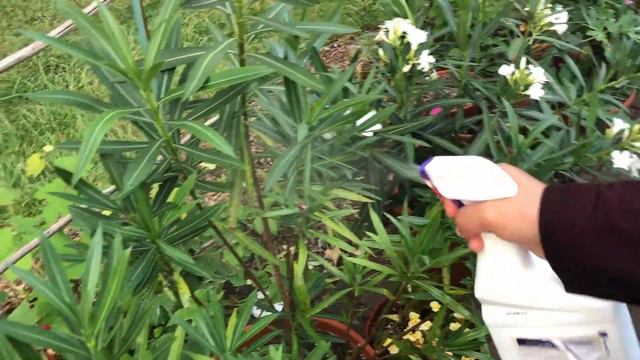 How to Treat Sick Oleander смотреть онлайн