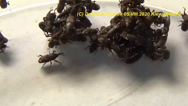 Как Избавиться от Рисового Долгоносика в Зерне? Школа Энтомолога.