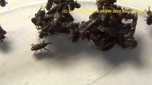 Как Избавиться от Рисового Долгоносика в Зерне? Школа Энтомолога.