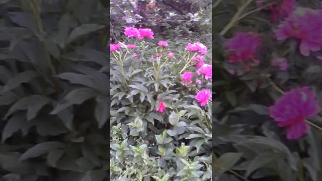 Расцвели пионы смотреть онлайн