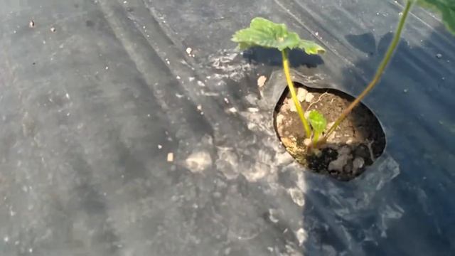 29 августа. 2 недели после посадки рассады Клубники Земляники смотреть онлайн