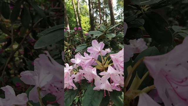 Королевские рододендроны! смотреть онлайн