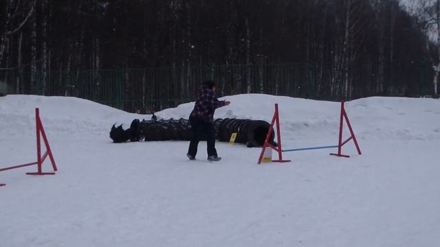 skye terrier Lila, agility смотреть онлайн