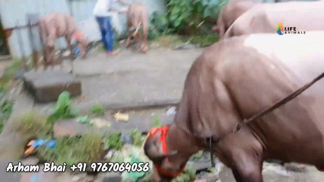 Zabardast Water Buffalo Gulabi In Bhiwandi | Albino Water Buffalo With Price |@Rizwankranti смотреть онлайн
