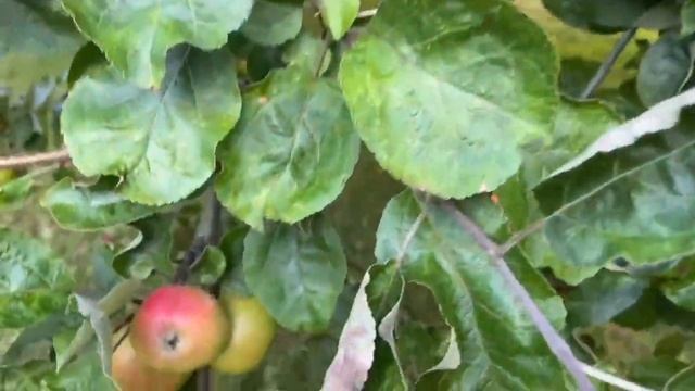 Польза груши для здоровья смотреть онлайн