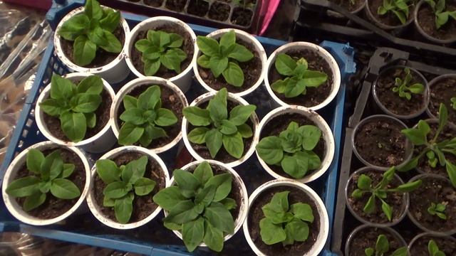 Как использовать алоэ для подкормки рассады. Органический стимулятор роста растений. Алоэ столетник