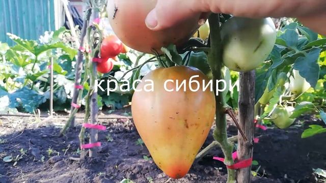 ТОМАТ ТЕМРЮК ПОКОРИЛ МОЁ СЕРДЦЕ! обзор сортов томатов смотреть онлайн