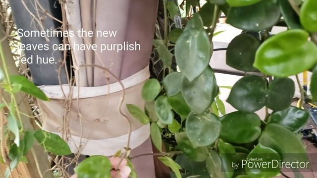 Hoya Carnosa 'Chelsea'