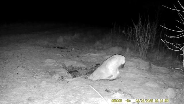 Рысь. Рысь на приваде смотреть онлайн