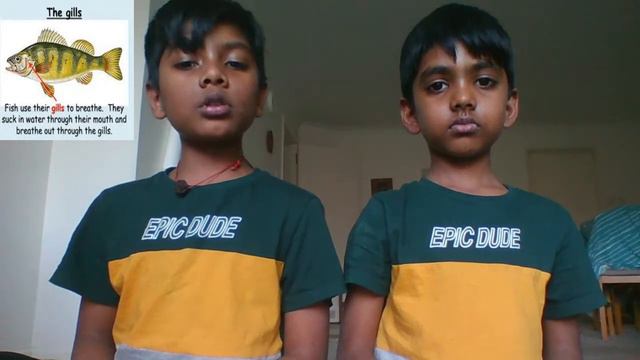 How Do Bats See In The Dark?