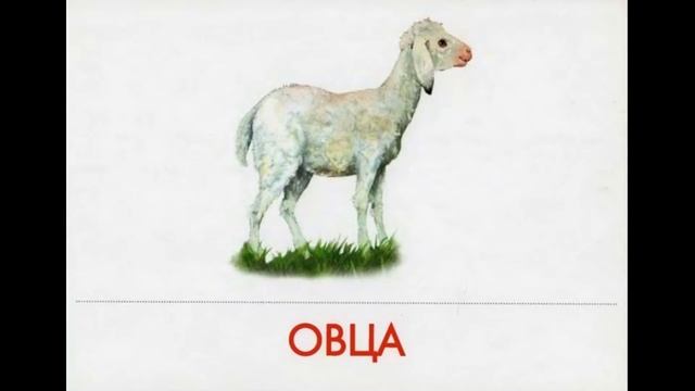 Домашние животные и их детеныши. Обучающее видео для детей смотреть онлайн