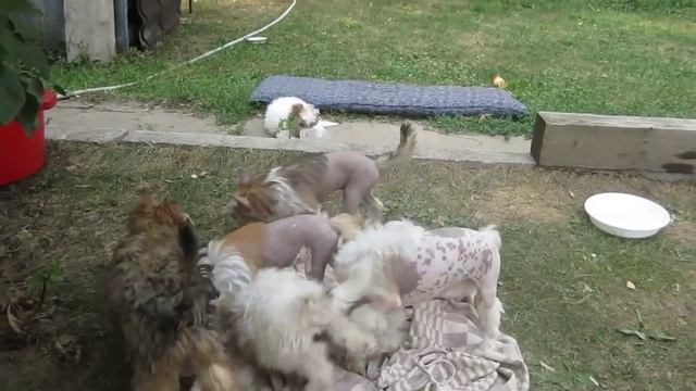 Олегро Катрин Версаль