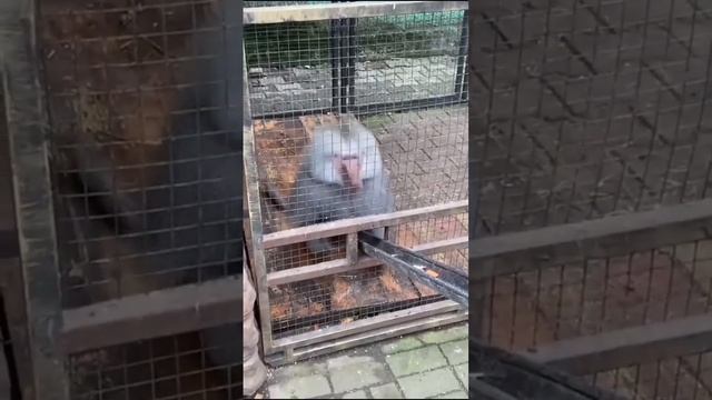 Обезьяны бывают разные,по количеству гримас эти звери вроде нас смотреть онлайн