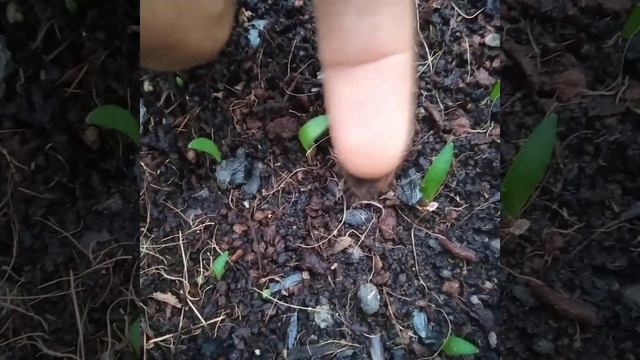 อัพเดทการเพาะเมล็ดว่านสี่ทิศ смотреть онлайн