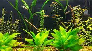 Кардинал, совместимость с аквариумными рыбками