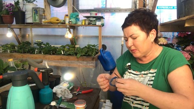 Прививка декоративной яблони Роялти на семенной подвой. Улучшенная копулировка. смотреть онлайн