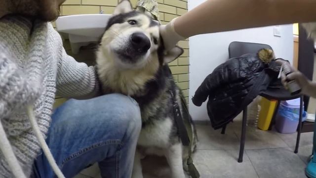 Поймали хаски для обследования в больнице / чистим ушки маламуту