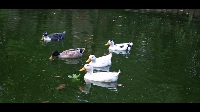 Canon EOS 750D Video test|18-55 mm STM lens смотреть онлайн