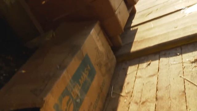 Человек дня: заводчик самоедов