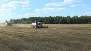 Началась уборка озимой пшеницы.