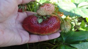 КЛУБНИКА (ЗЕМЛЯНИКА) КИСС НЕЛЛИС  - ОПИСАНИЕ СОРТА