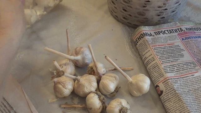 Стратификация чеснока, для чего?Новое, это хорошо забытое старое. смотреть онлайн