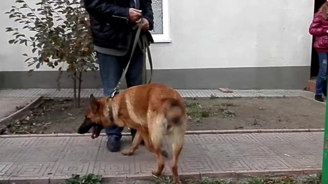 МАЛИНУА + НЕМЕЦКАЯ ОВЧАРКА = ЛАДА. Metis German Shepherd and Malinois. смотреть онлайн