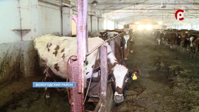 Ужасное содержание коров на ферме в Вологодском районе смотреть онлайн