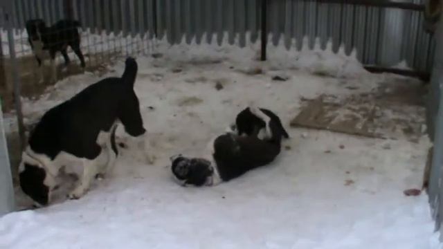 Наши азиаты. смотреть онлайн