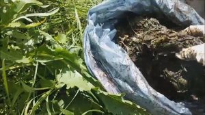 ЗАЧЕМ ЗАКАПЫВАТЬ РЫБУ В ЛУНКИ ПОД ТОМАТЫ?