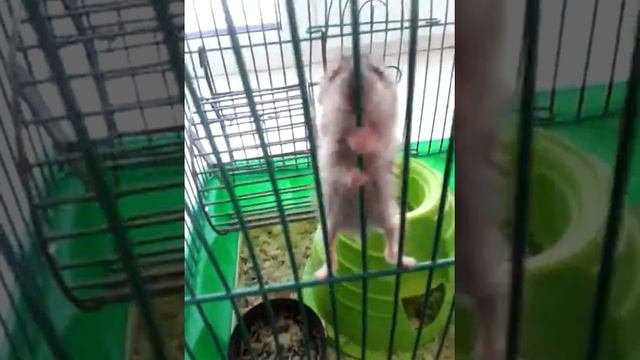 Милые Веселые животные.Хомяки смотреть онлайн