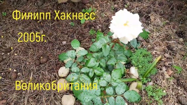 #розысназваниями#кремэбаданс#гейша#августалуиза#кристофермарлоу Розы с названиями смотреть онлайн