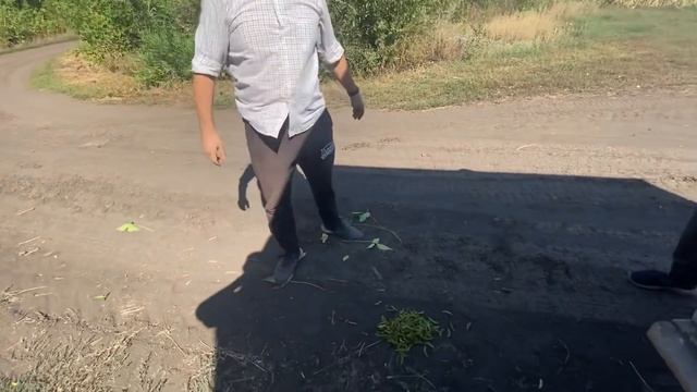 230 БОБОВ С КУСТА! ПРОСТИТЕ, МЫ ПОКАЗАЛИ НЕ ВСЕ … смотреть онлайн